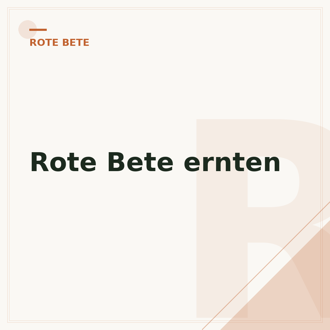 Rote Bete ernten