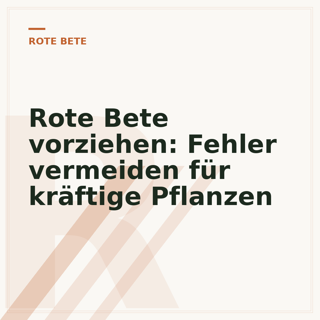Rote Bete vorziehen: Fehler vermeiden für kräftige Pflanzen