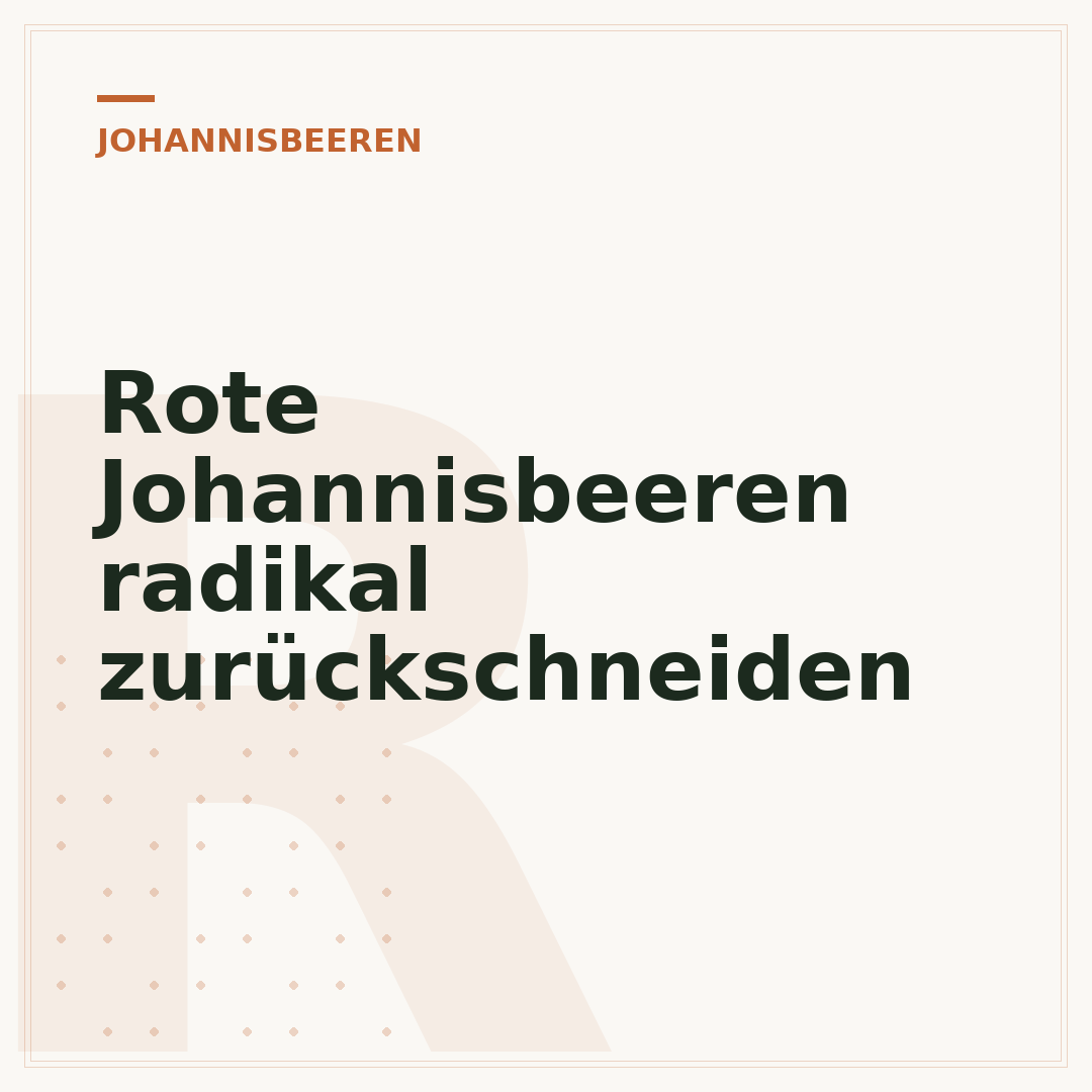 Rote Johannisbeeren radikal zurückschneiden