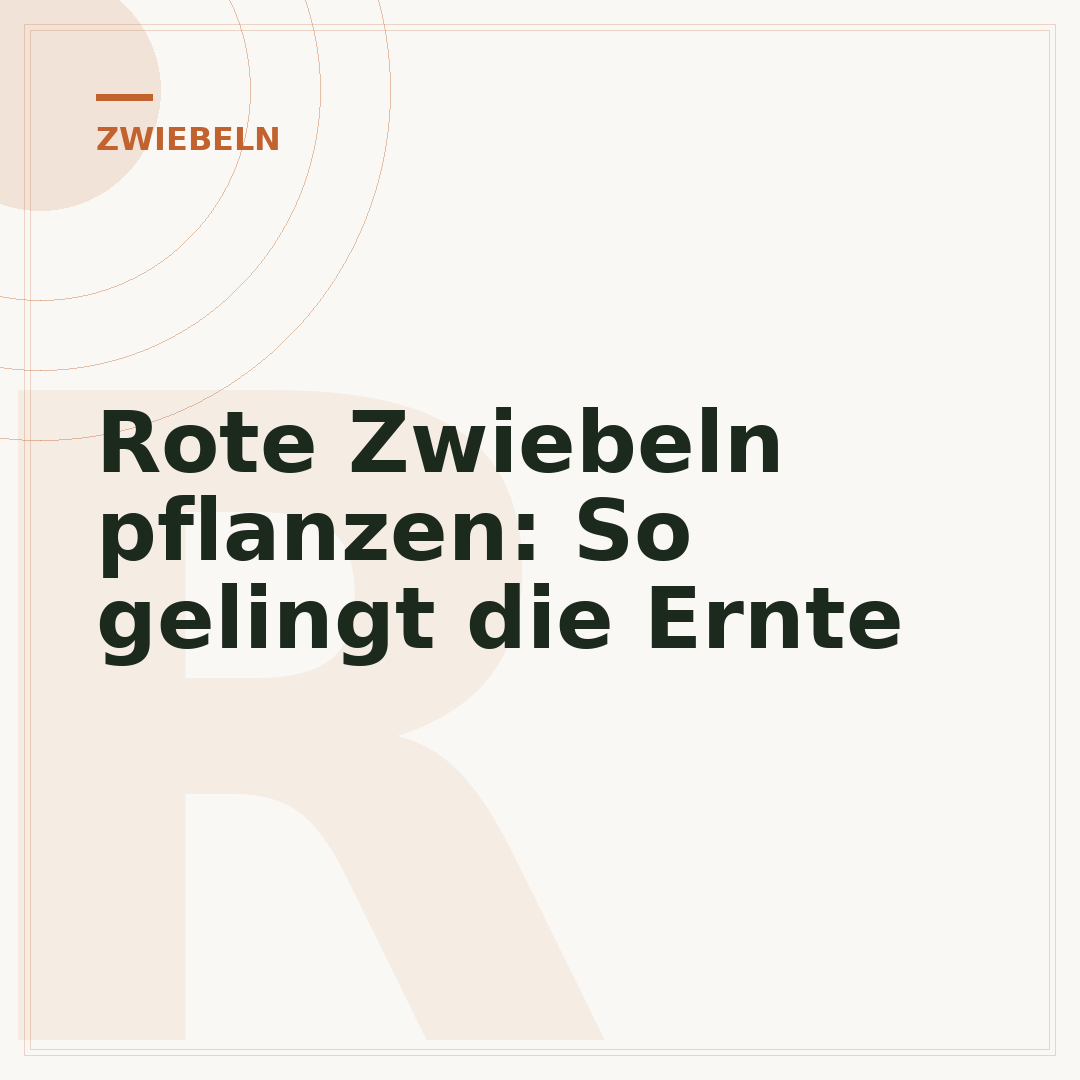 Rote Zwiebeln pflanzen: So gelingt die Ernte