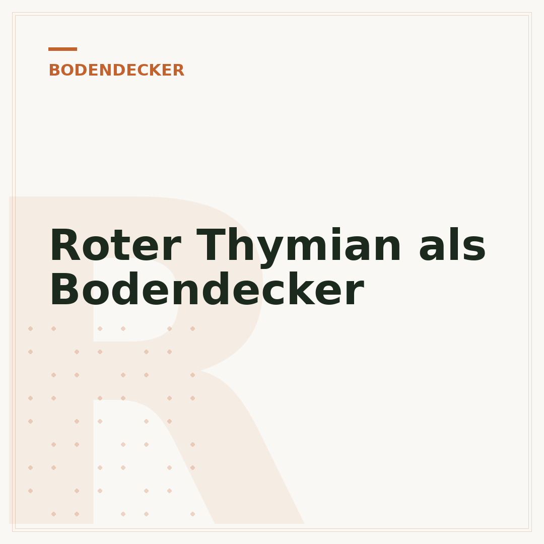 Roter Thymian als Bodendecker