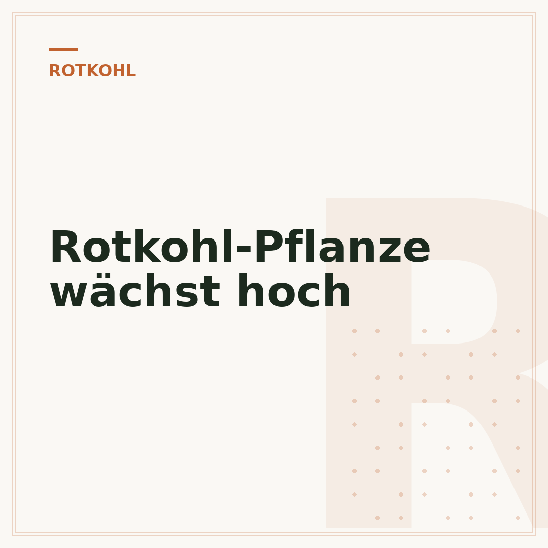Rotkohl-Pflanze wächst hoch