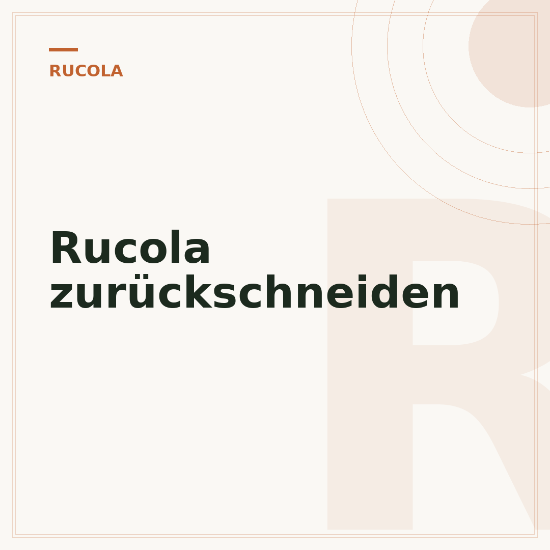 Rucola zurückschneiden