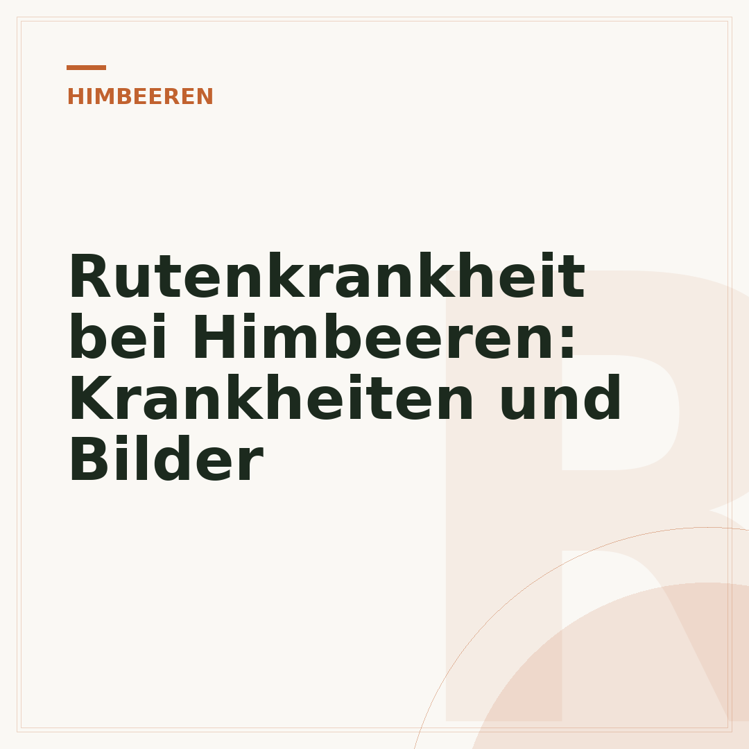 Rutenkrankheit bei Himbeeren: Krankheiten und Bilder