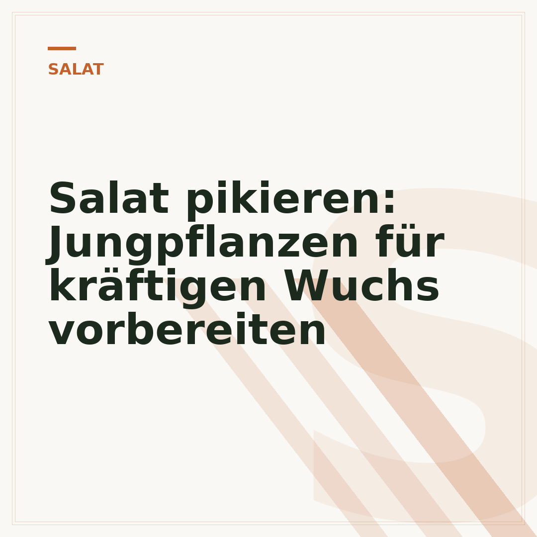 Salat pikieren: Jungpflanzen für kräftigen Wuchs vorbereiten
