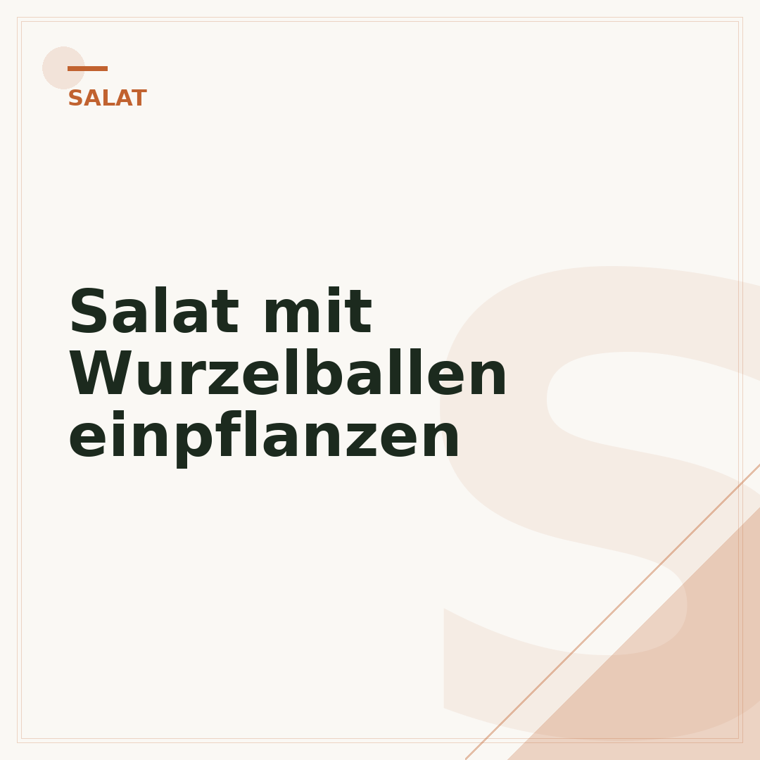Salat mit Wurzelballen einpflanzen