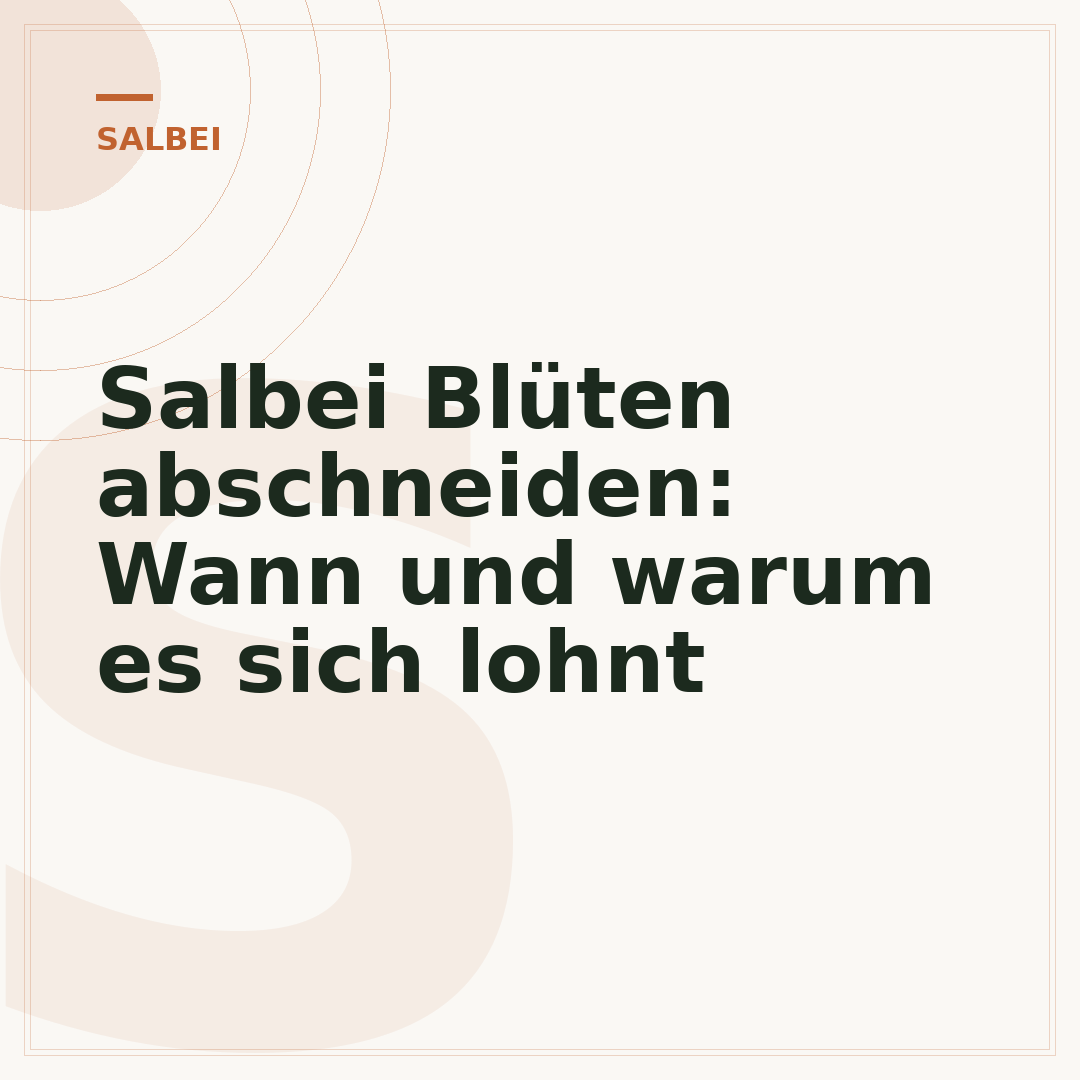 Salbei Blüten abschneiden: Wann und warum es sich lohnt
