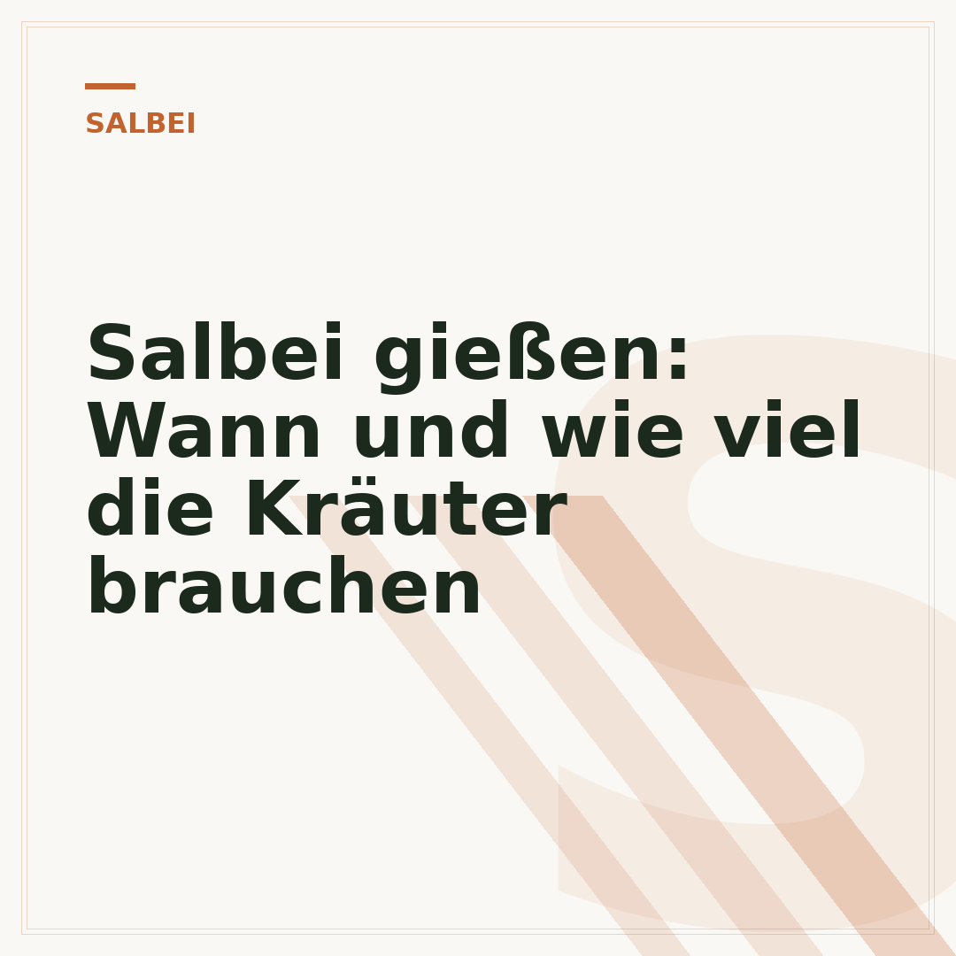 Salbei gießen: Wann und wie viel die Kräuter brauchen