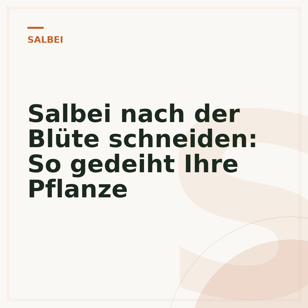 Salbei nach der Blüte schneiden: So gedeiht Ihre Pflanze