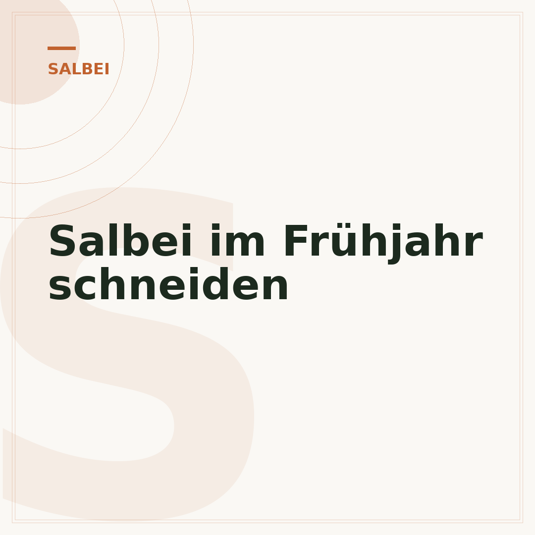 Salbei im Frühjahr schneiden