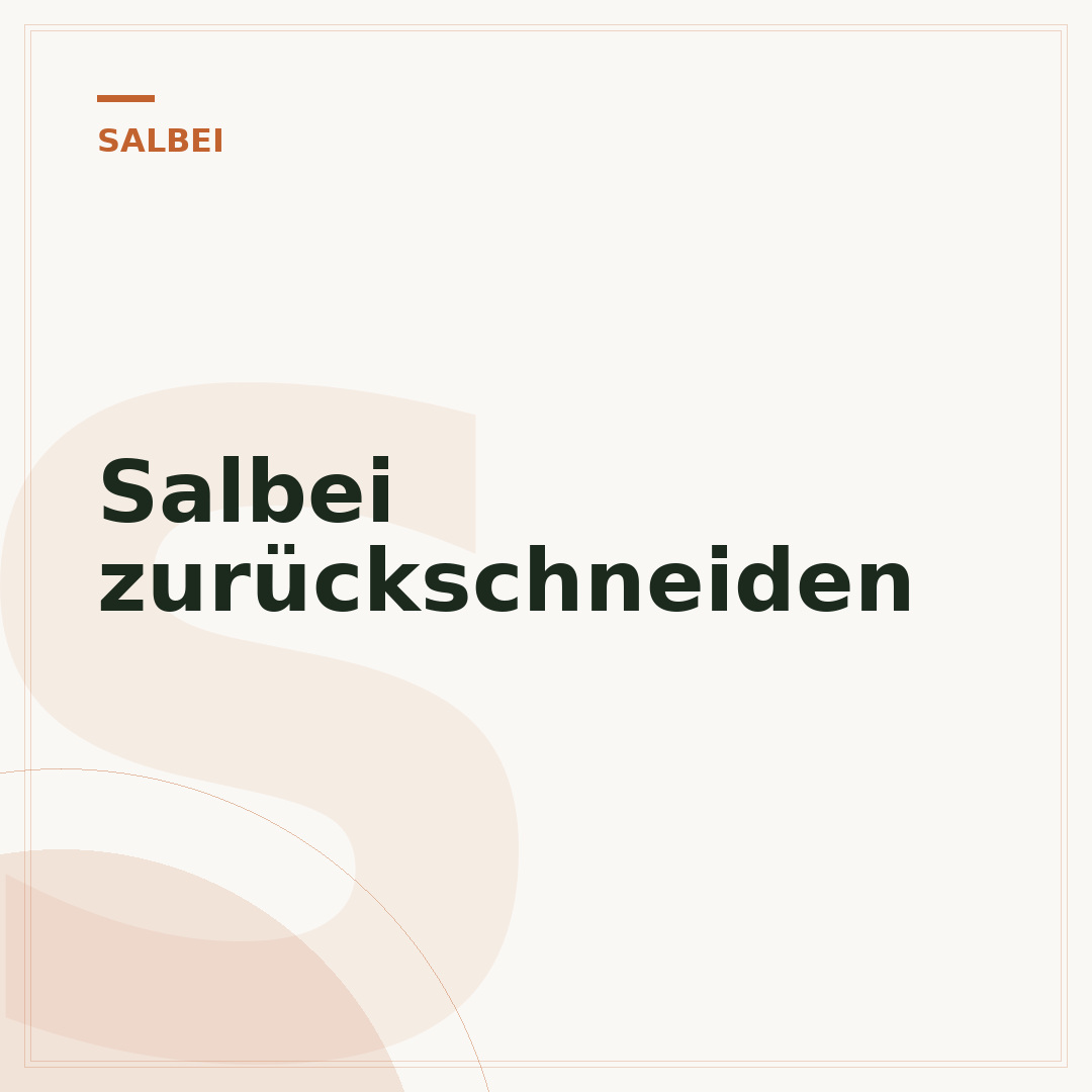 Salbei zurückschneiden
