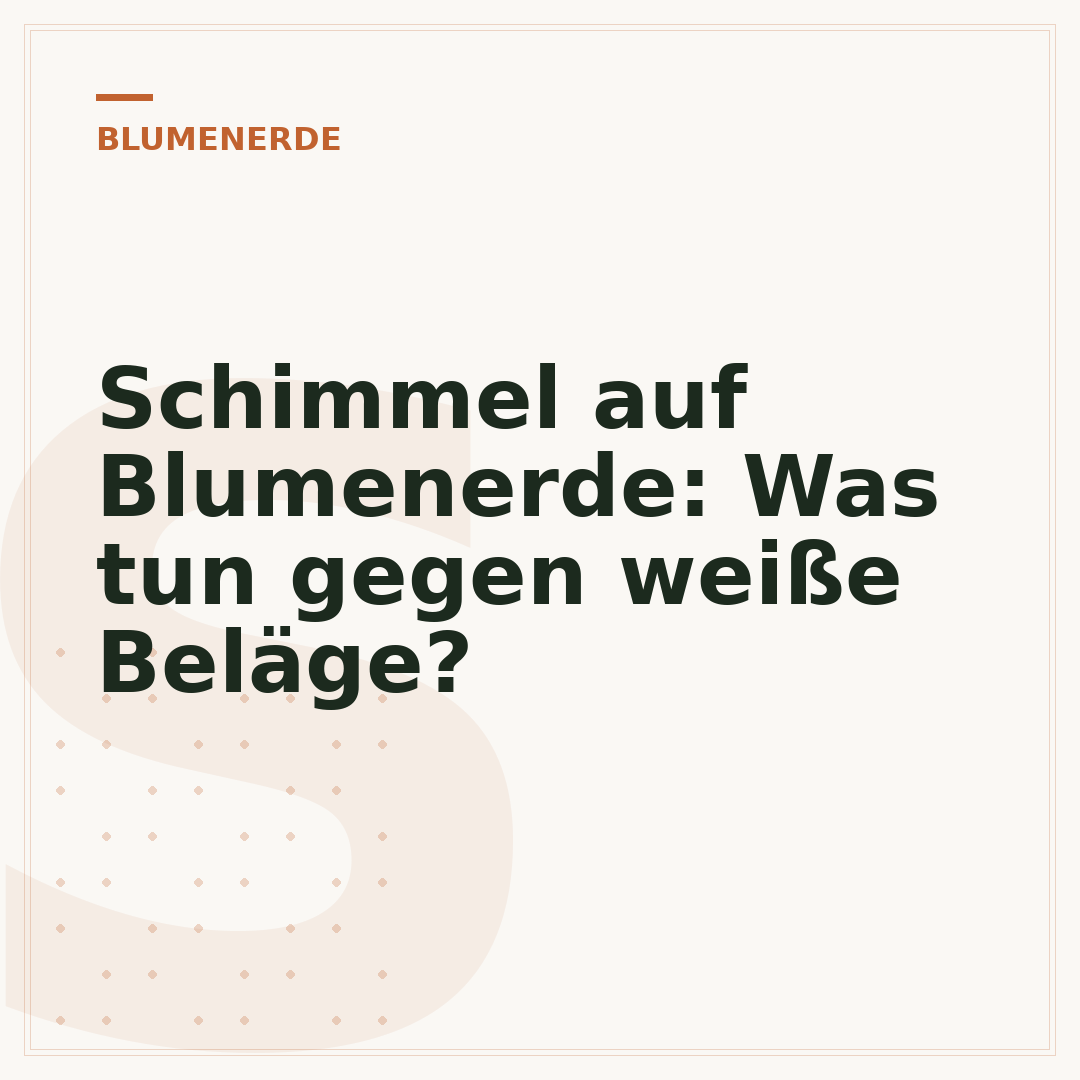 Schimmel auf Blumenerde: Was tun gegen weiße Beläge?