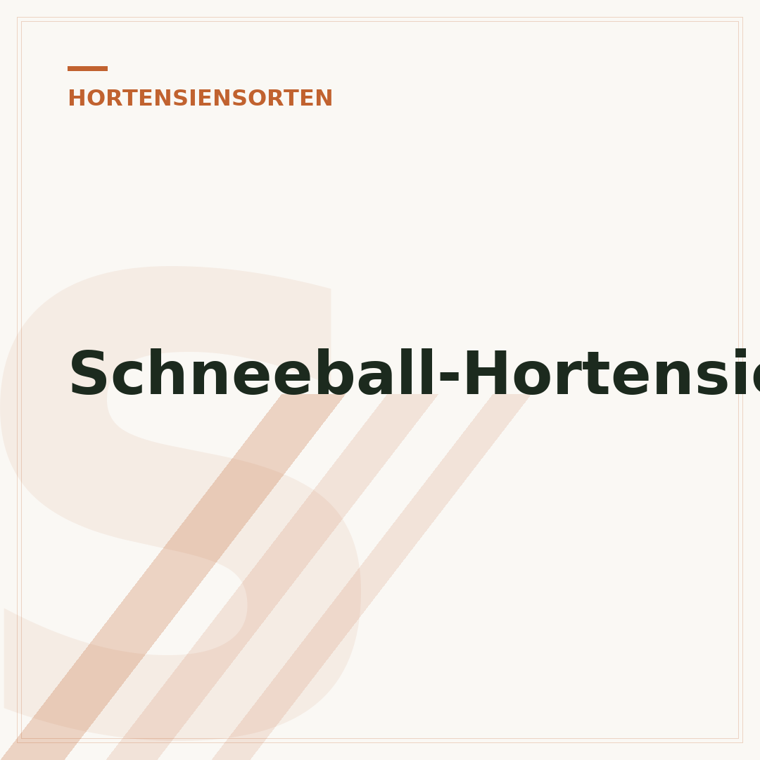 Schneeball-Hortensie