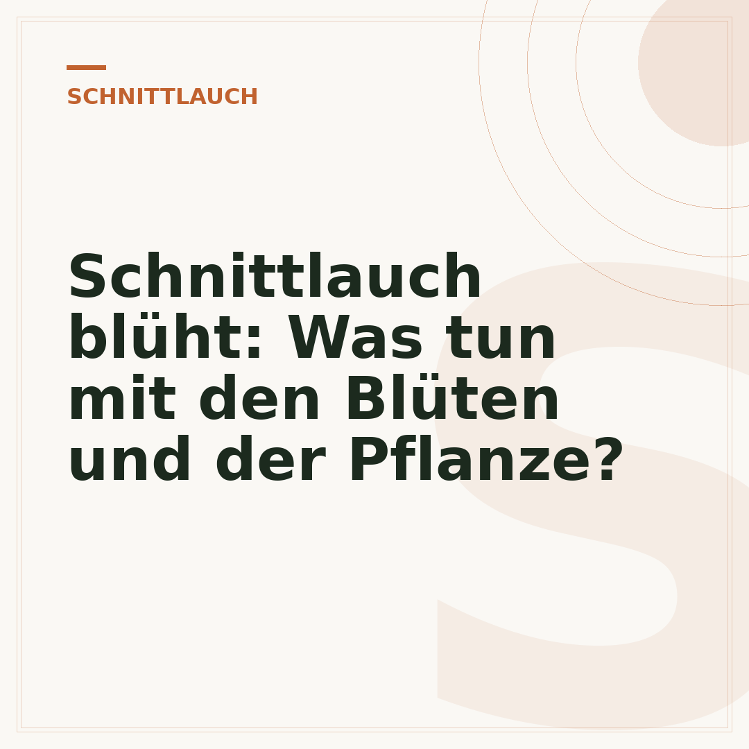 Schnittlauch blüht: Was tun mit den Blüten und der Pflanze?