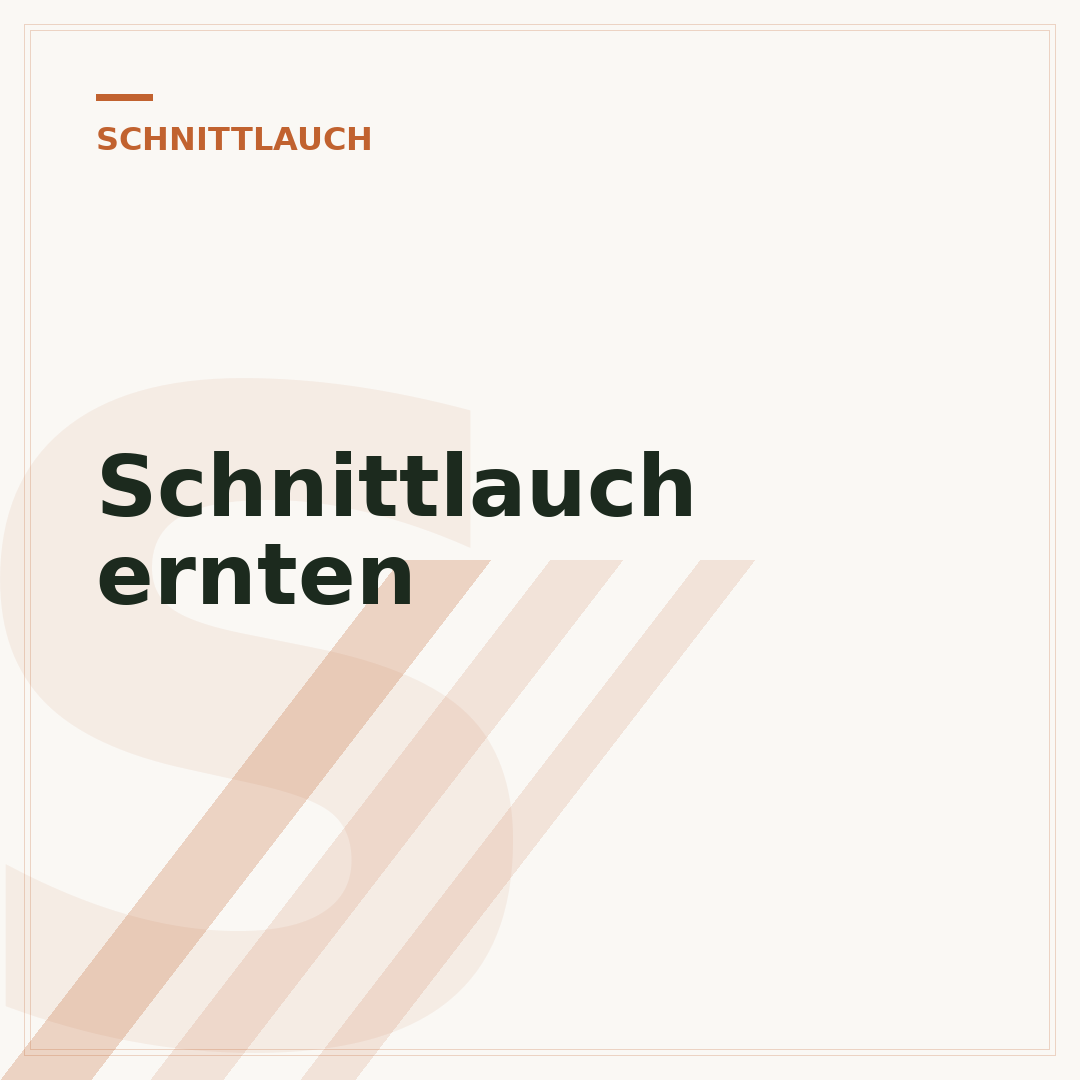 Schnittlauch ernten