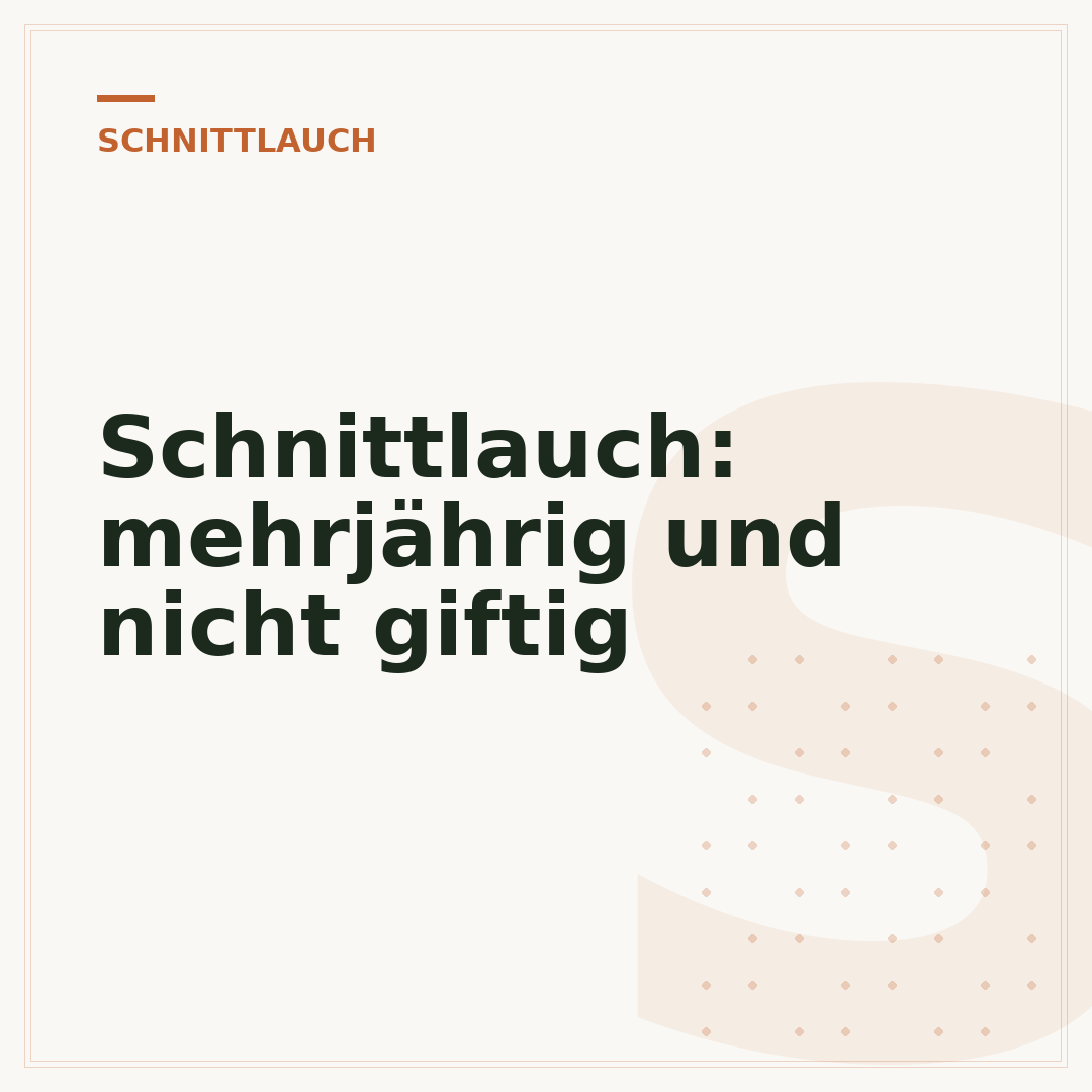 Schnittlauch: mehrjährig und nicht giftig