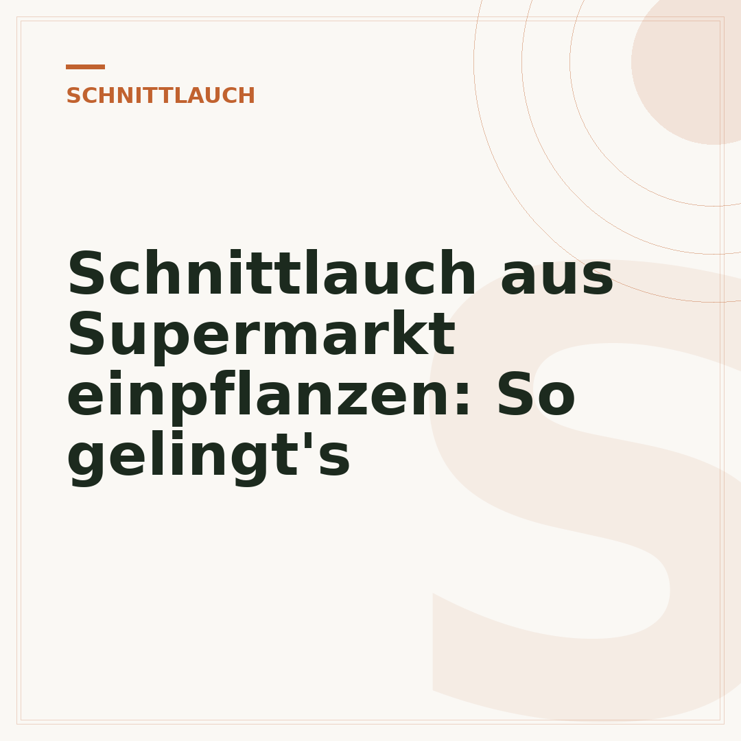 Schnittlauch aus Supermarkt einpflanzen: So gelingt's