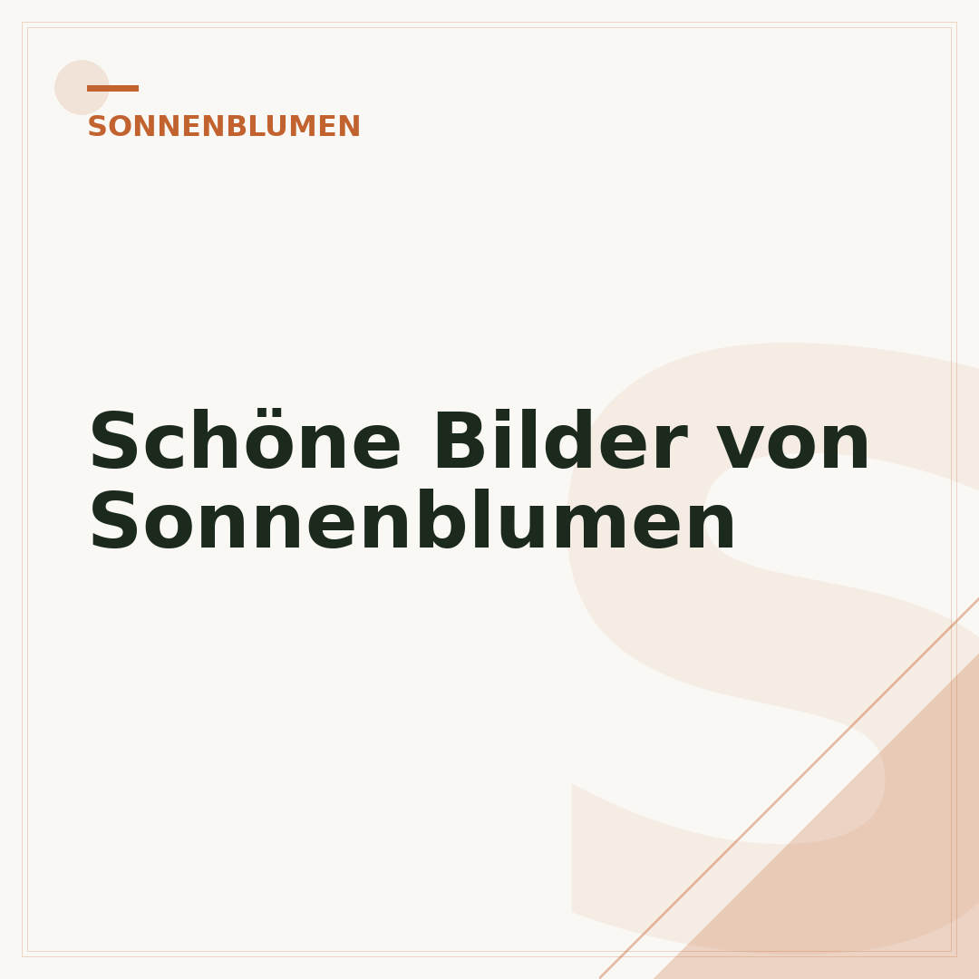 Schöne Bilder von Sonnenblumen