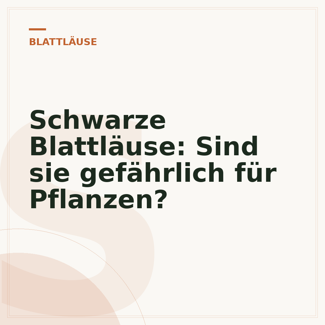 Schwarze Blattläuse: Sind sie gefährlich für Pflanzen?