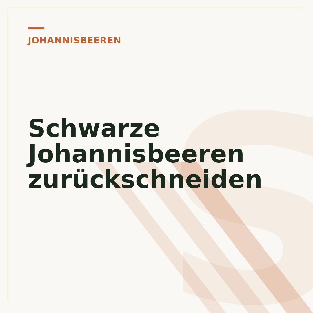 Schwarze Johannisbeeren zurückschneiden