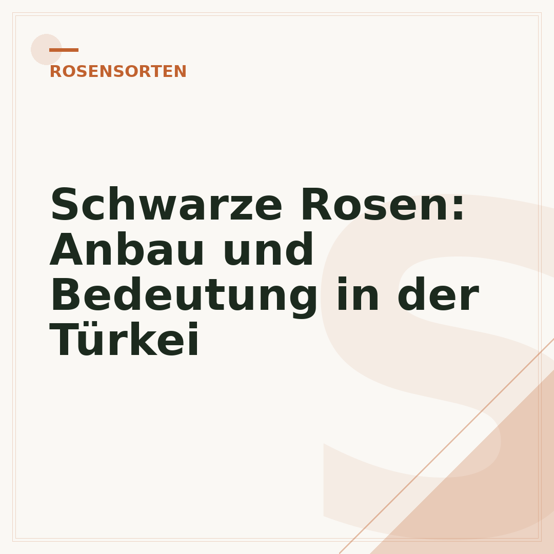 Schwarze Rosen: Anbau und Bedeutung in der Türkei
