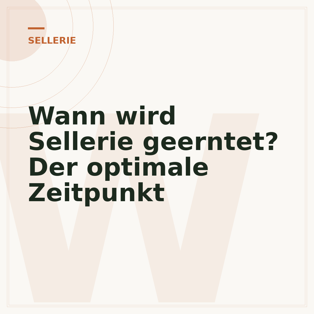 Wann wird Sellerie geerntet? Der optimale Zeitpunkt