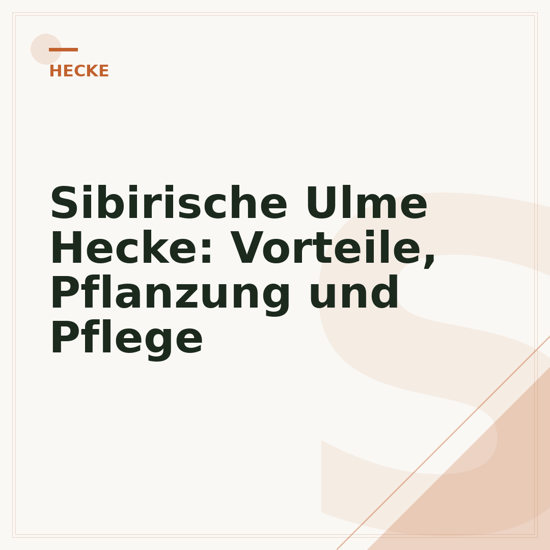 Sibirische Ulme Hecke: Vorteile, Pflanzung und Pflege