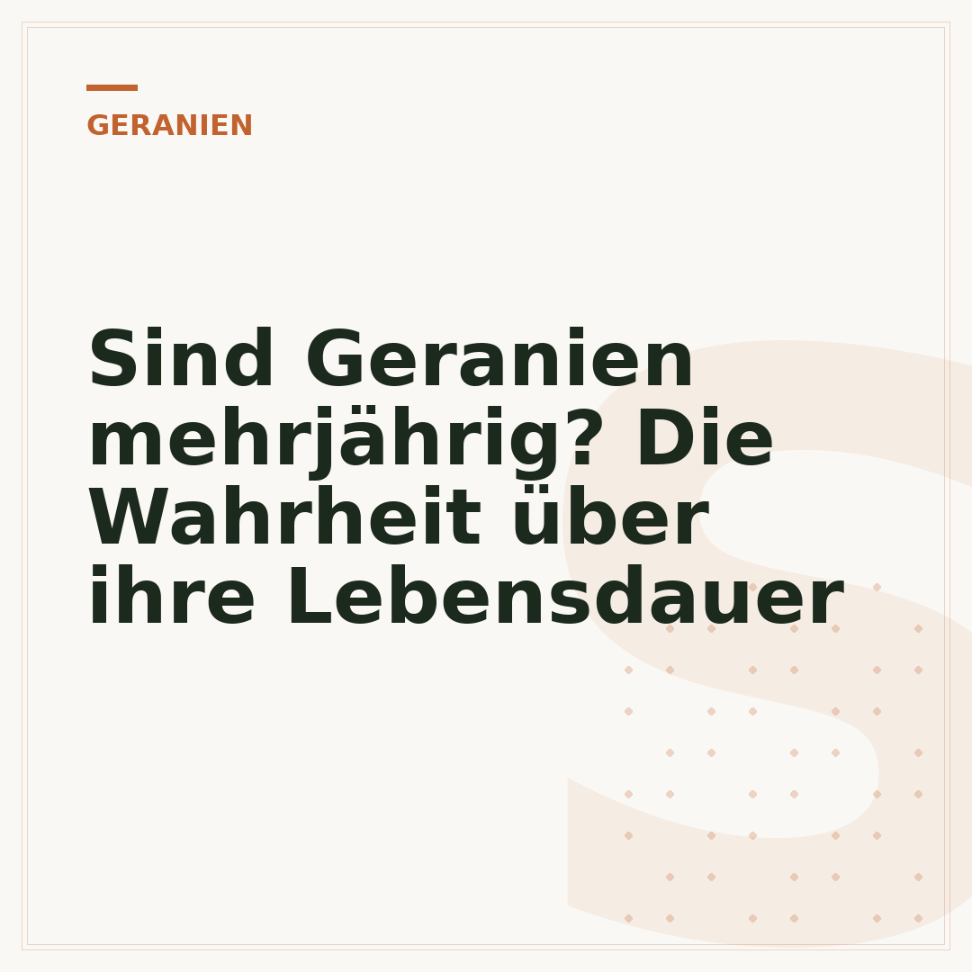 Sind Geranien mehrjährig? Die Wahrheit über ihre Lebensdauer