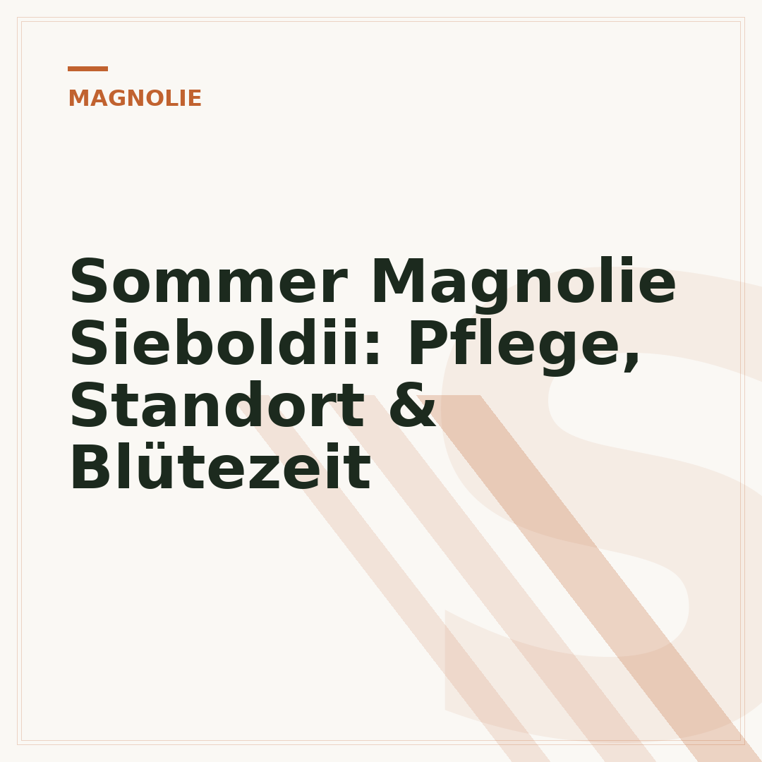 Sommer Magnolie Sieboldii: Pflege, Standort & Blütezeit