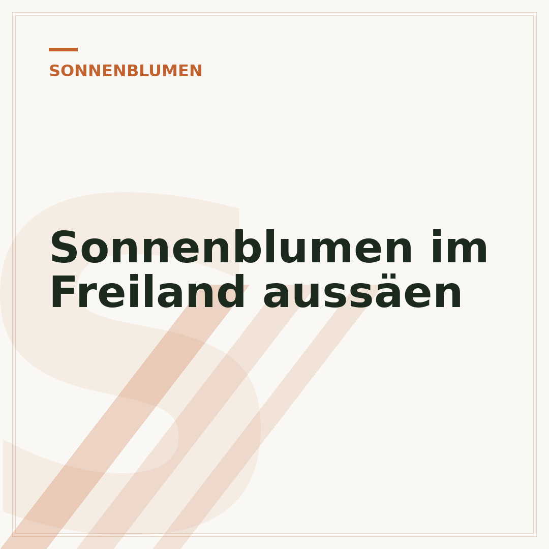 Sonnenblumen im Freiland aussäen