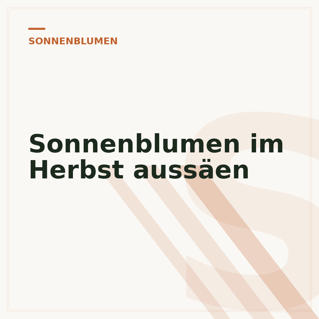 Sonnenblumen im Herbst aussäen