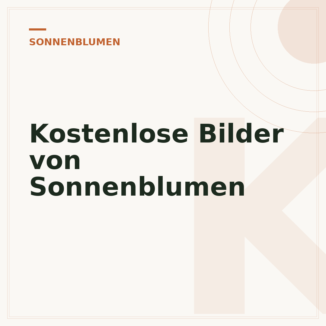 Kostenlose Bilder von Sonnenblumen