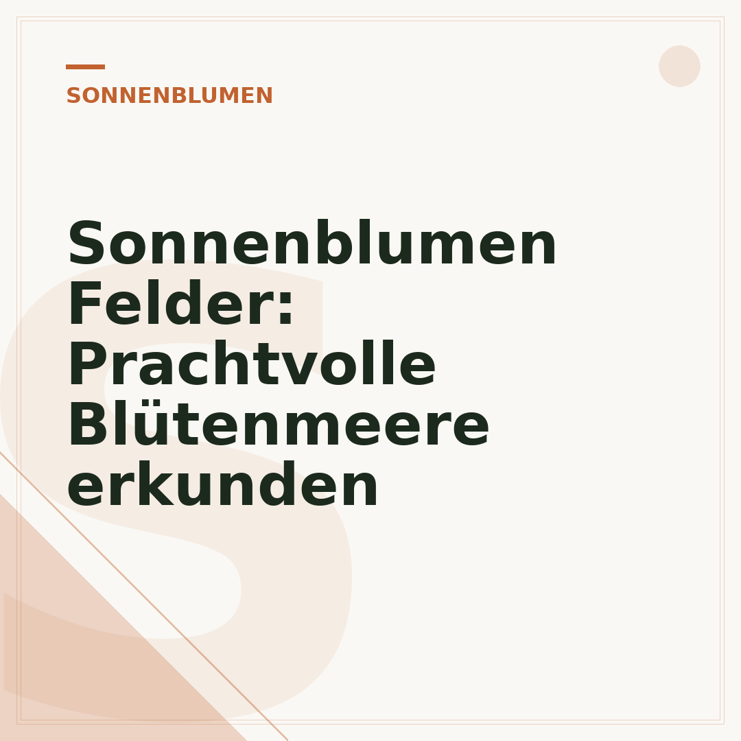 Sonnenblumen Felder: Prachtvolle Blütenmeere erkunden