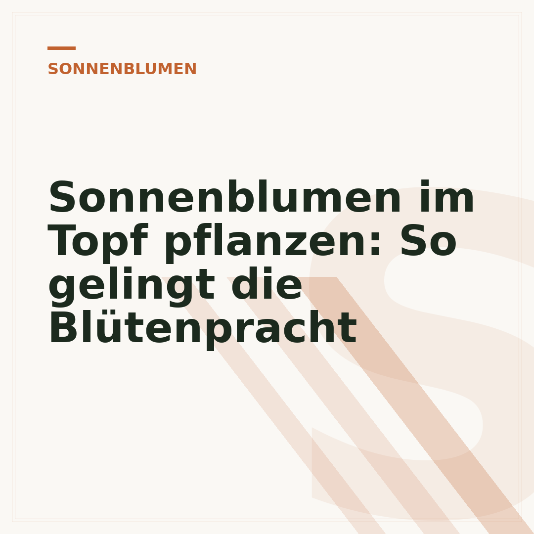 Sonnenblumen im Topf pflanzen: So gelingt die Blütenpracht