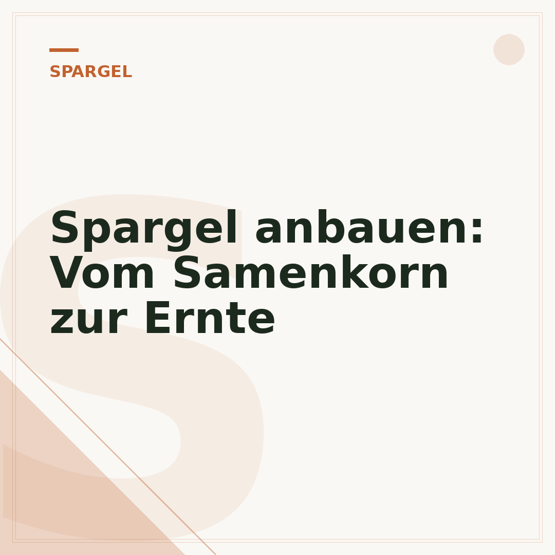 Spargel anbauen: Vom Samenkorn zur Ernte