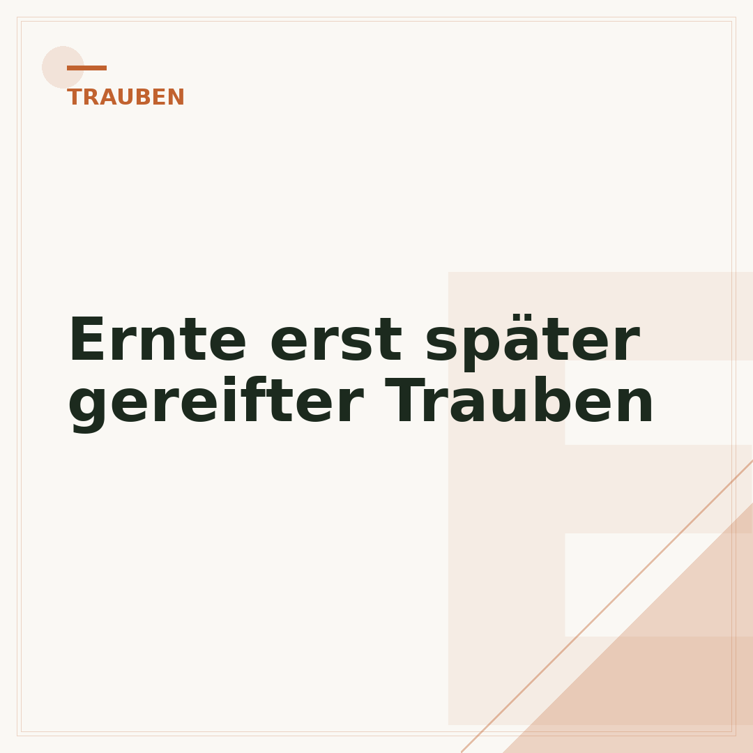 Ernte erst später gereifter Trauben