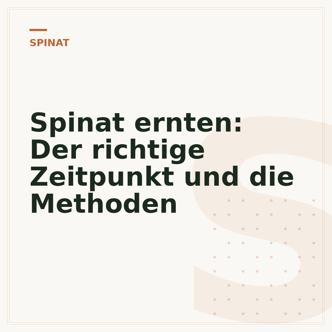 Spinat ernten: Der richtige Zeitpunkt und die Methoden