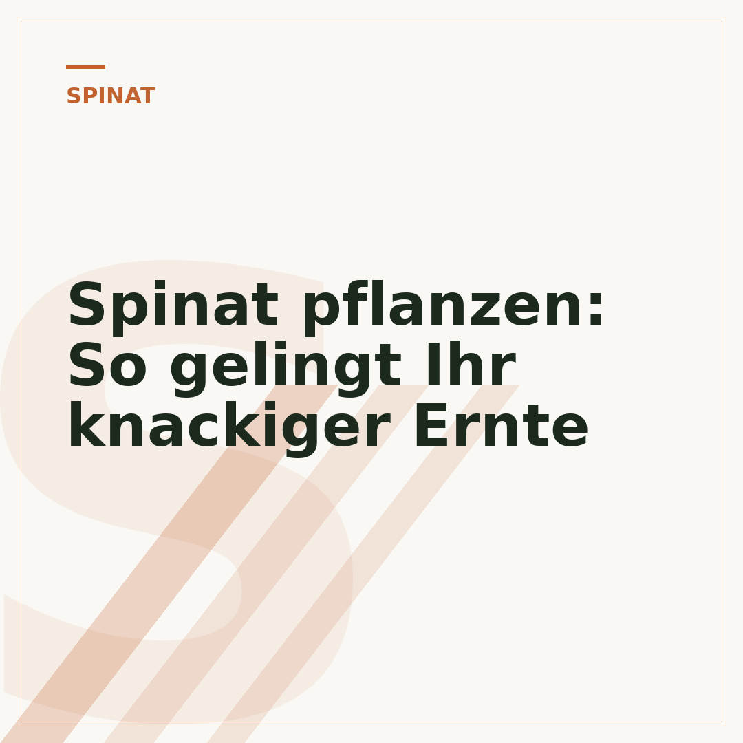 Spinat pflanzen: So gelingt Ihr knackiger Ernte