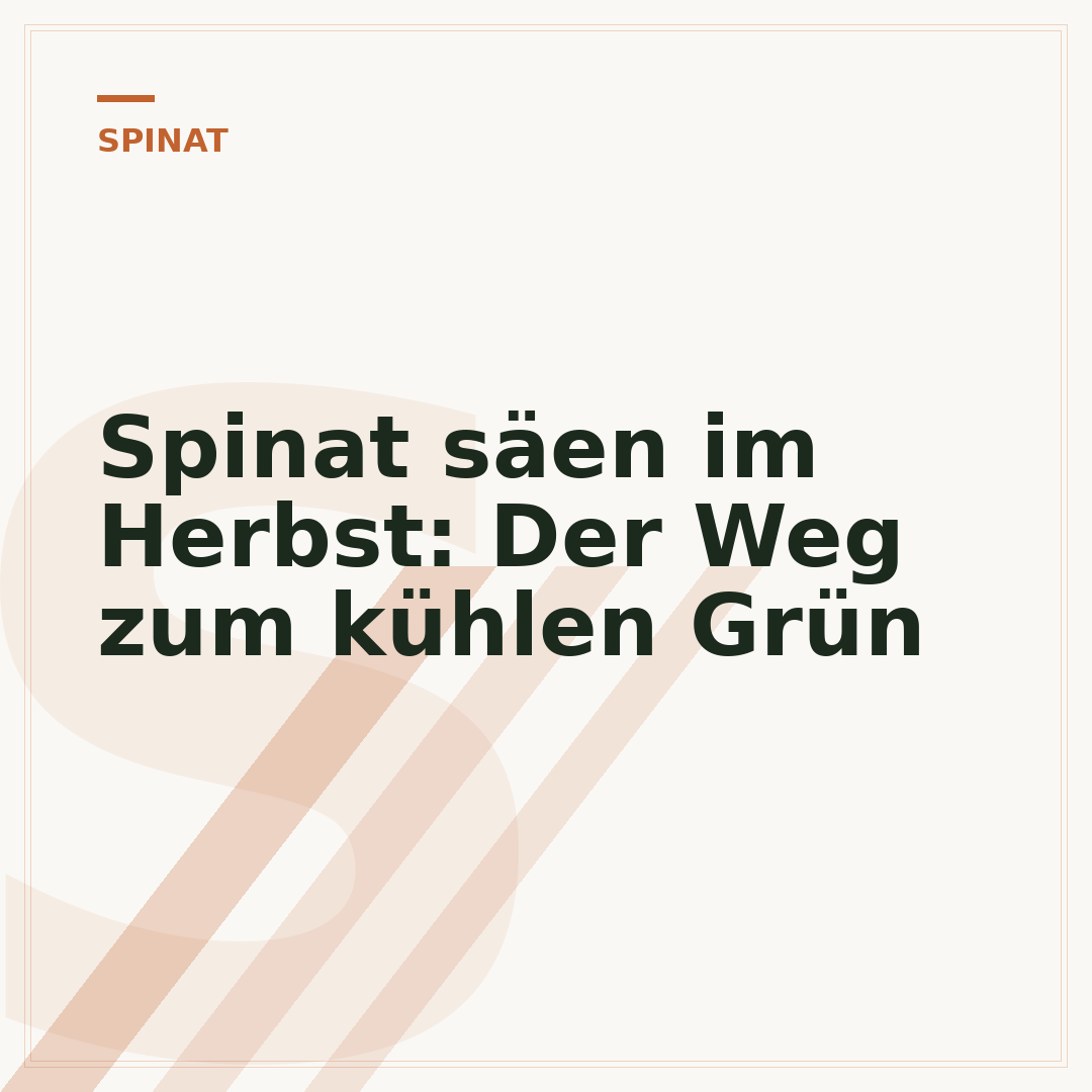 Spinat säen im Herbst: Der Weg zum kühlen Grün