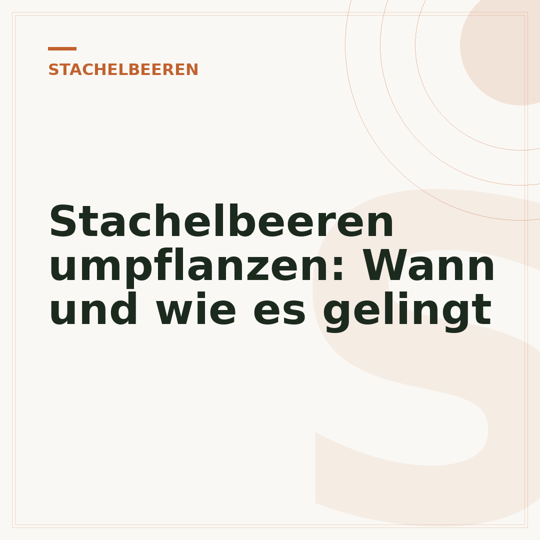 Stachelbeeren umpflanzen: Wann und wie es gelingt