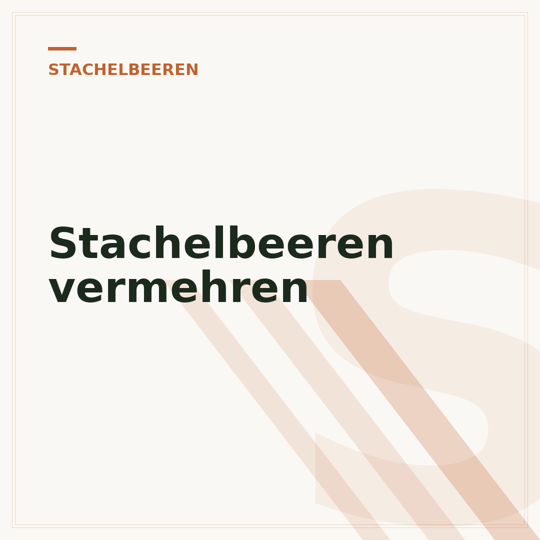 Stachelbeeren vermehren