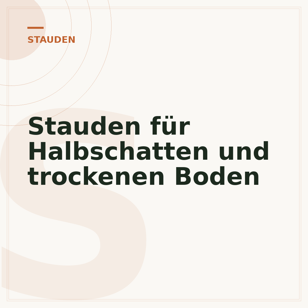 Stauden für Halbschatten und trockenen Boden