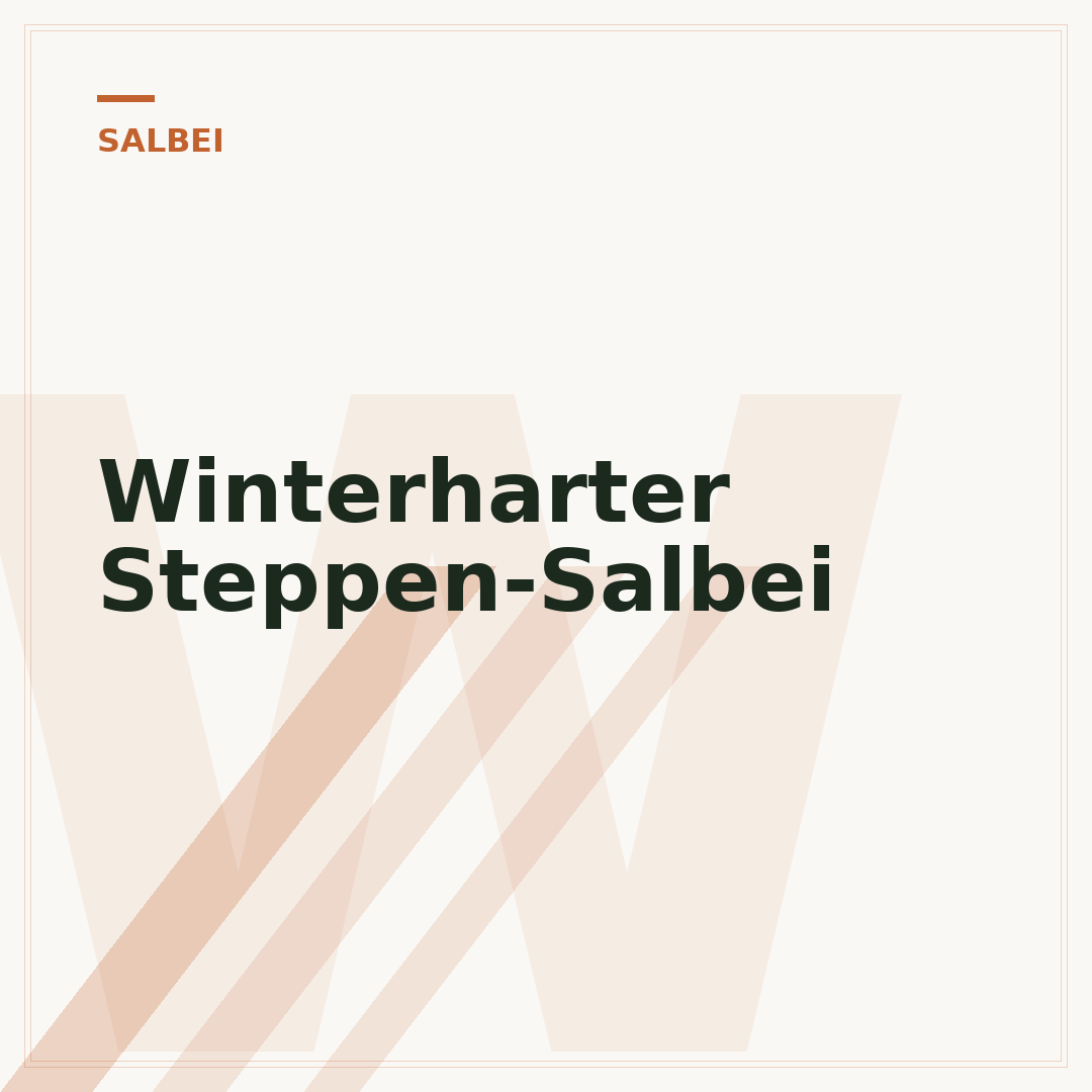 Winterharter Steppen-Salbei