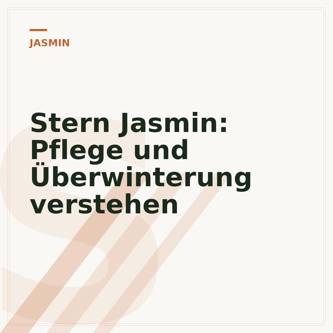 Stern Jasmin: Pflege und Überwinterung verstehen