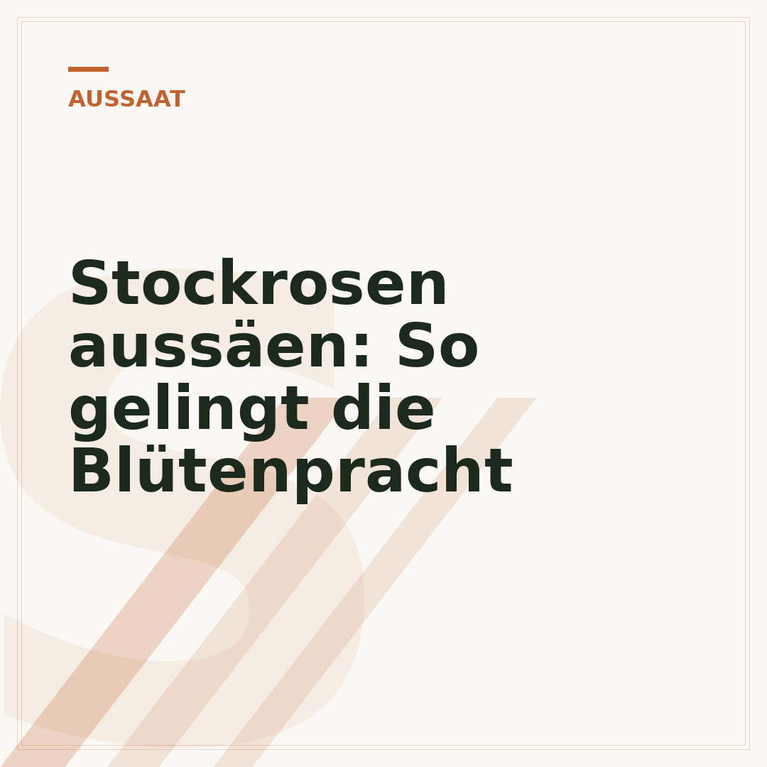 Stockrosen aussäen: So gelingt die Blütenpracht