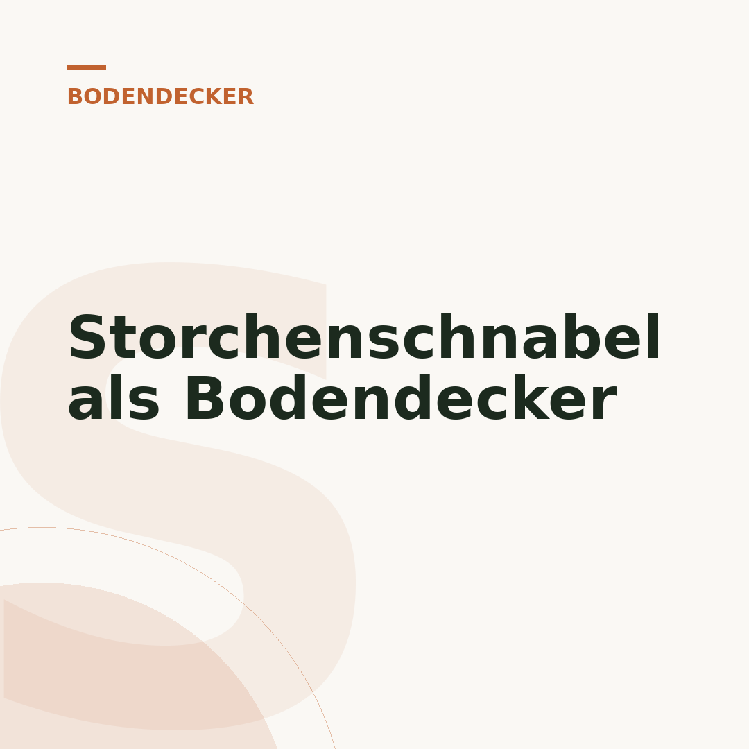 Storchenschnabel als Bodendecker