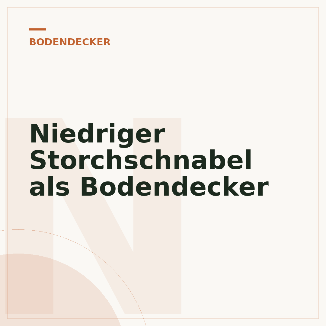 Niedriger Storchschnabel als Bodendecker