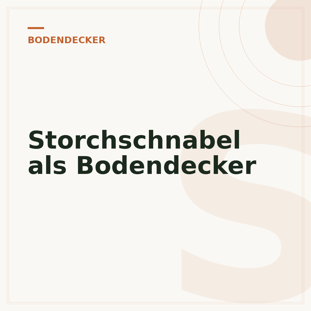Storchschnabel als Bodendecker