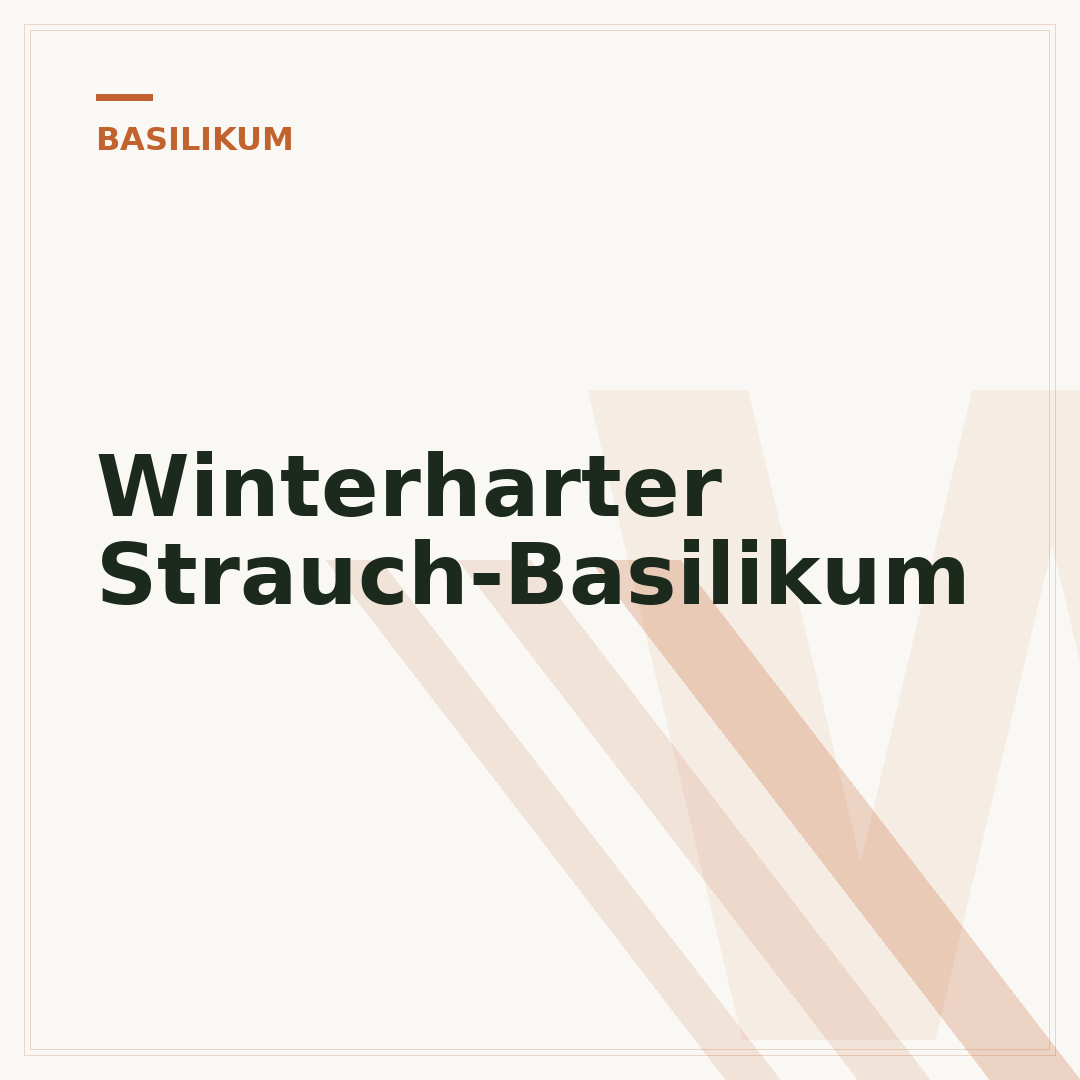 Winterharter Strauch-Basilikum