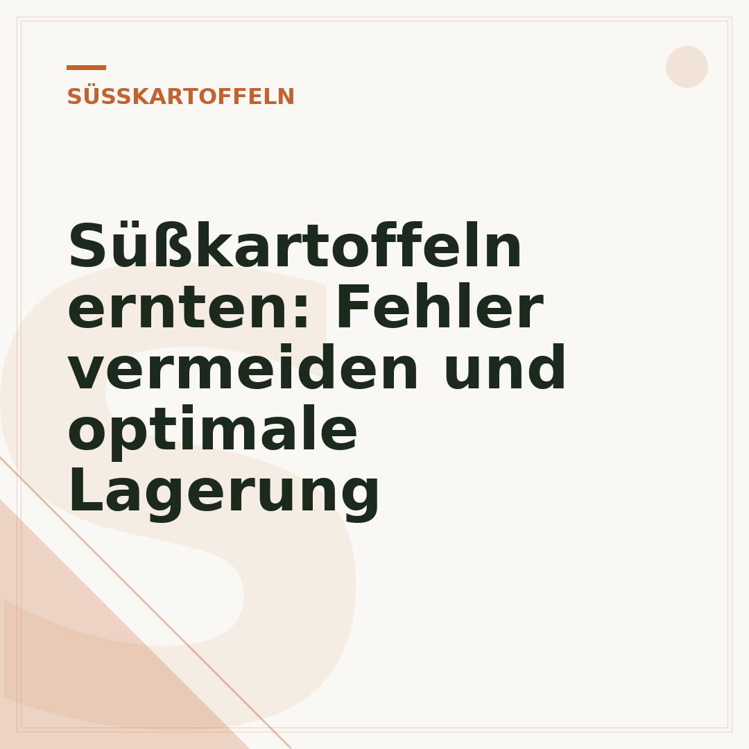 Süßkartoffeln ernten: Fehler vermeiden und optimale Lagerung